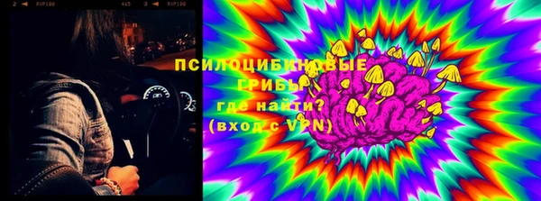 хмурый Аркадак